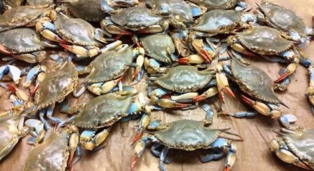 Jelajah Kuliner : Kepiting Cangkang Lunak yang Lezat