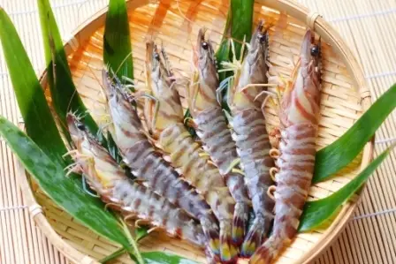 Kuruma Ebi