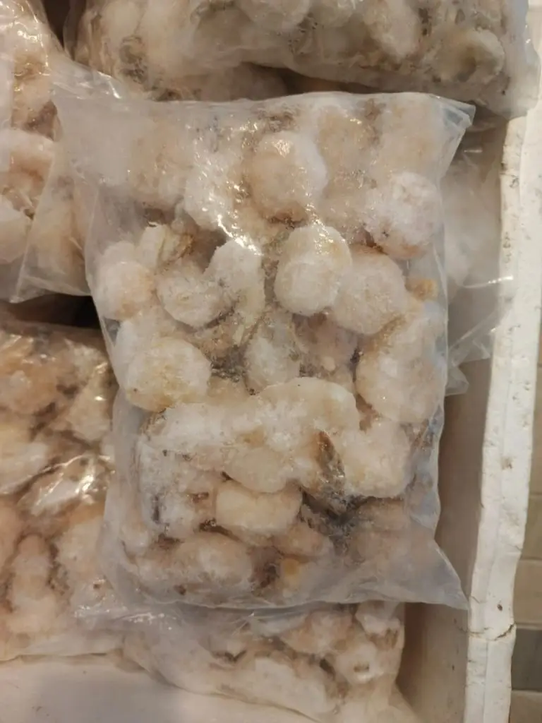 udang di malang