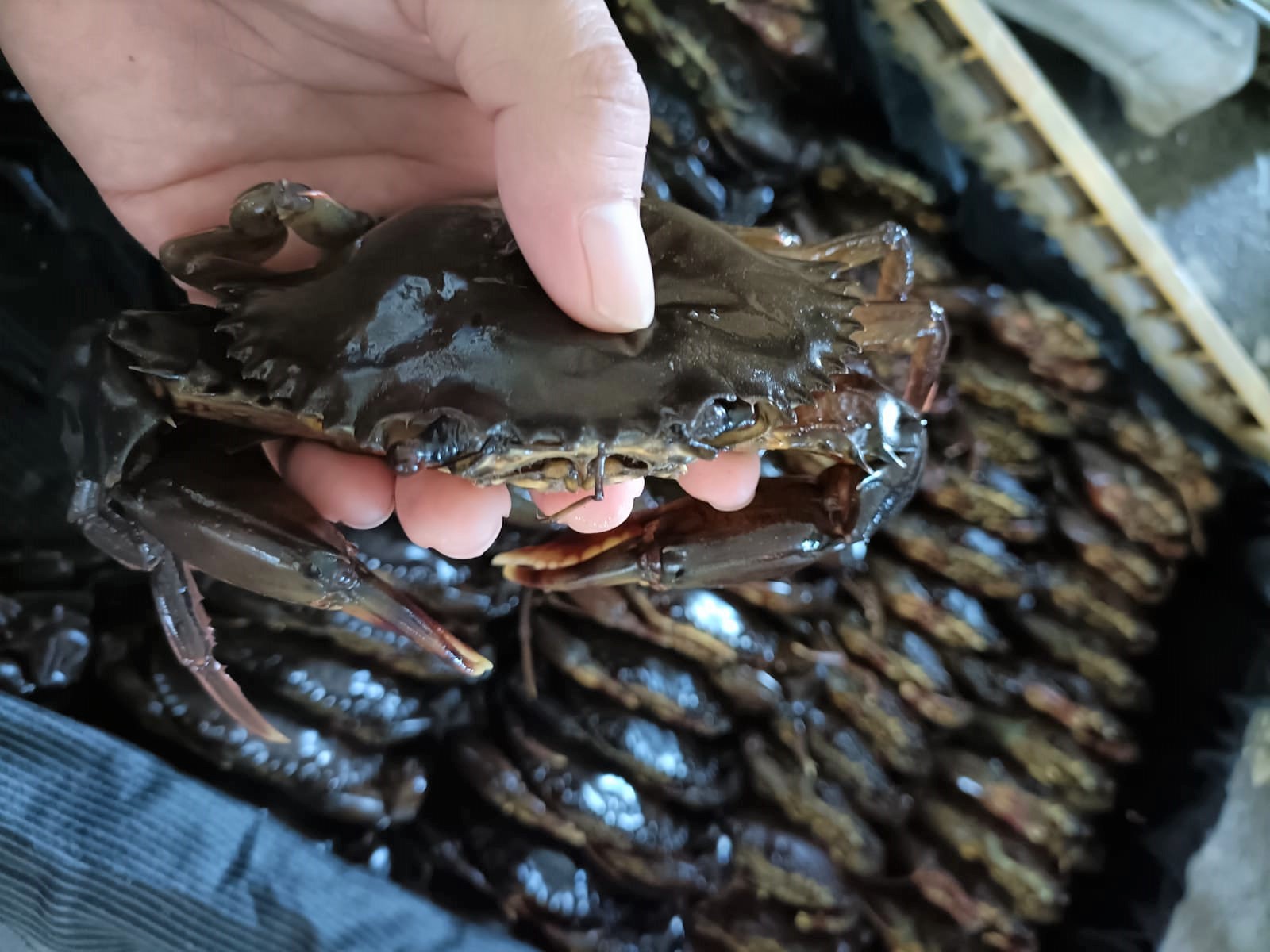 Jual Kepiting Beku Malang – Terbaik dan Termurah